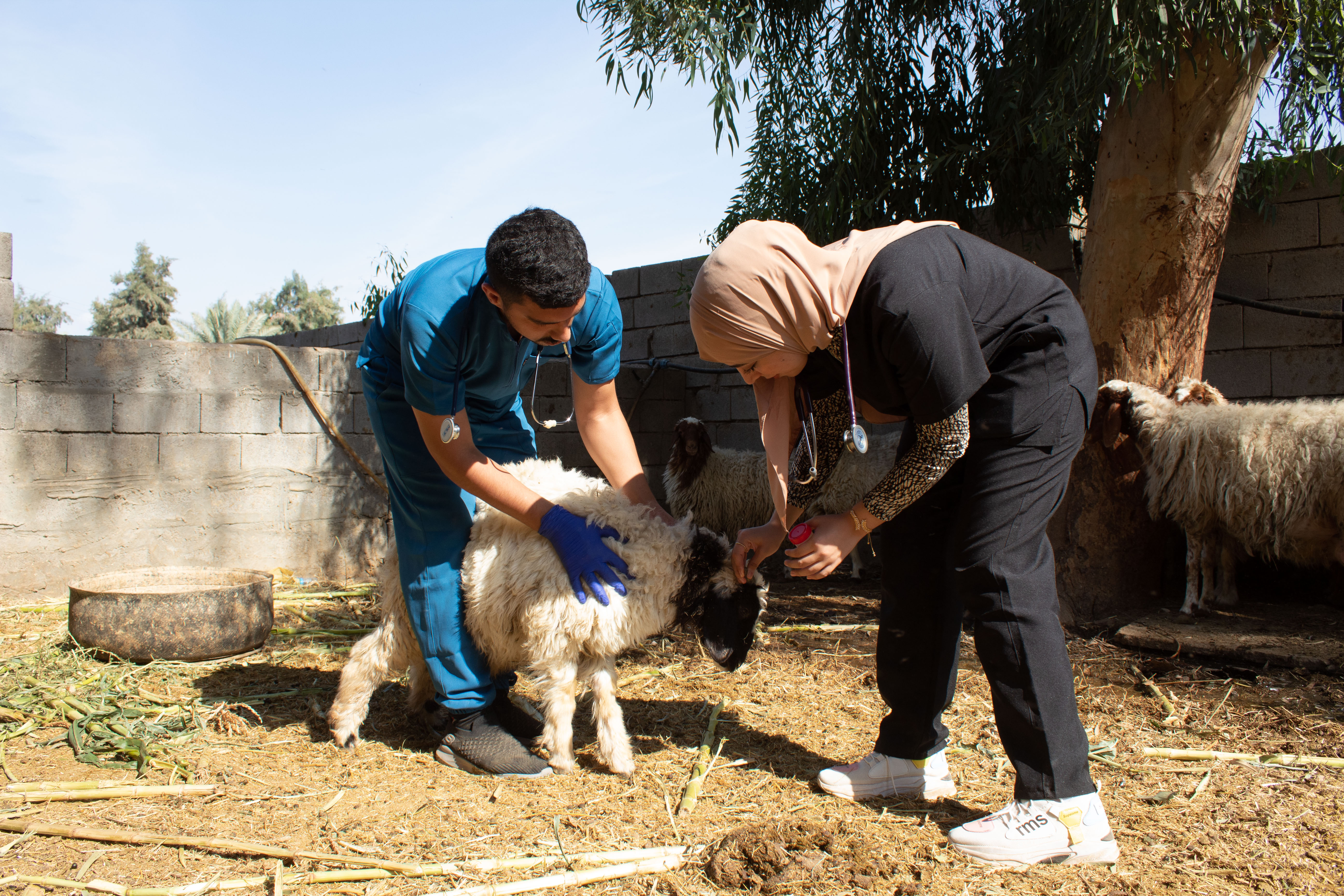 student 11 vetmed tikrit